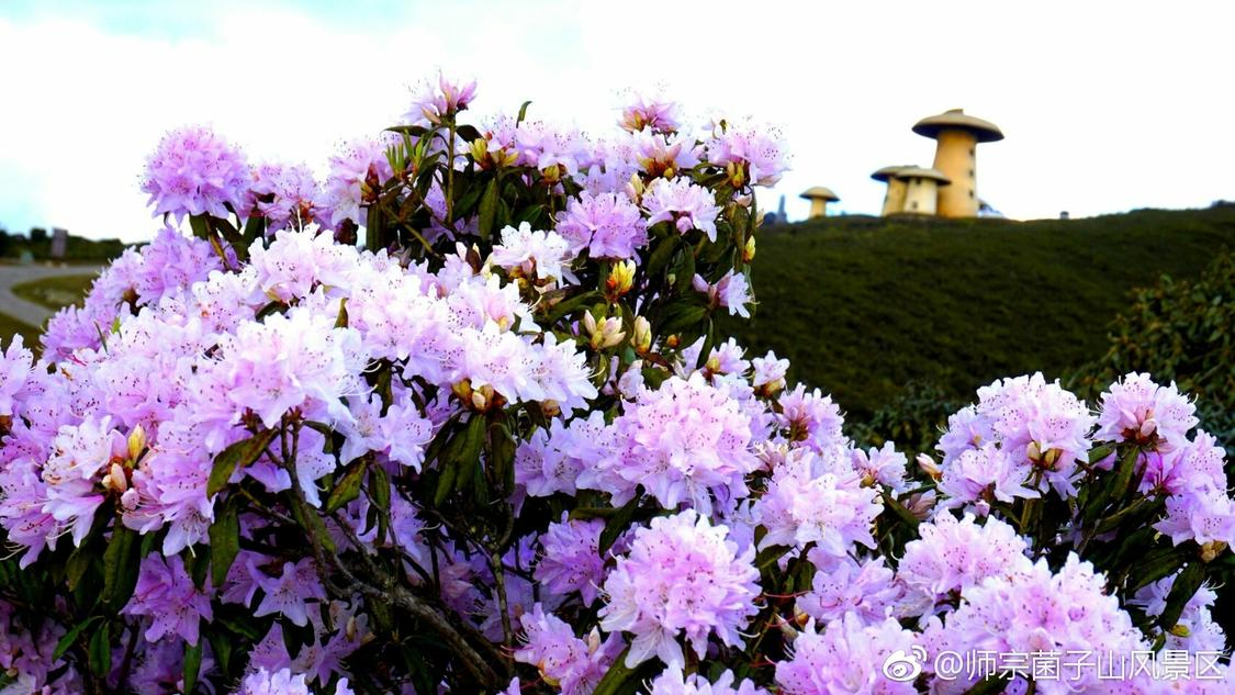 网站一元10万赞网站免费